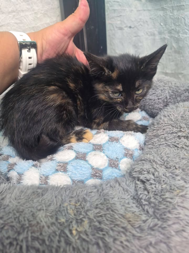 Gatitos en Adopción Bogotá - Adopciones Mascotas 