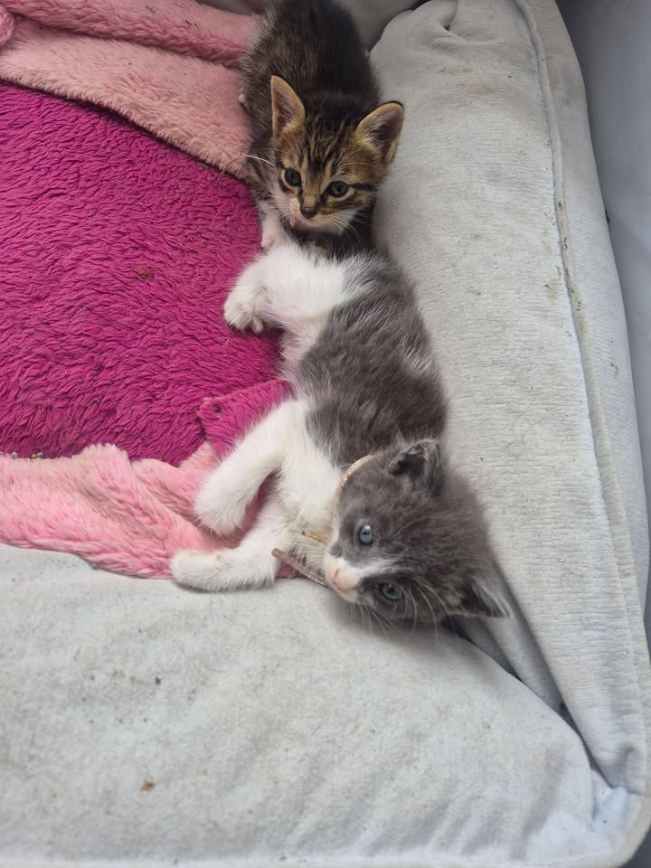 Gatitos en Adopción Bogotá - Adopciones Mascotas 