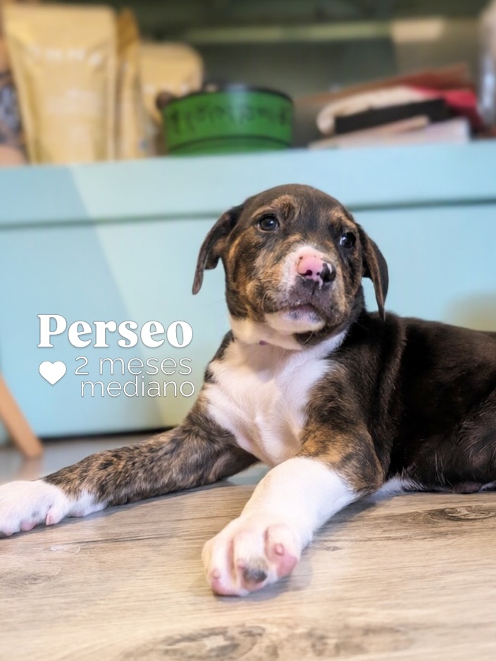 Adopta cachorro mestizo en Bogotá 