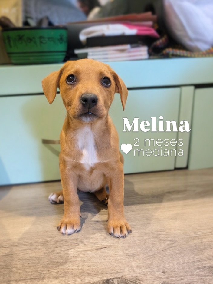 Adopta cachorro mestizo en Bogotá 