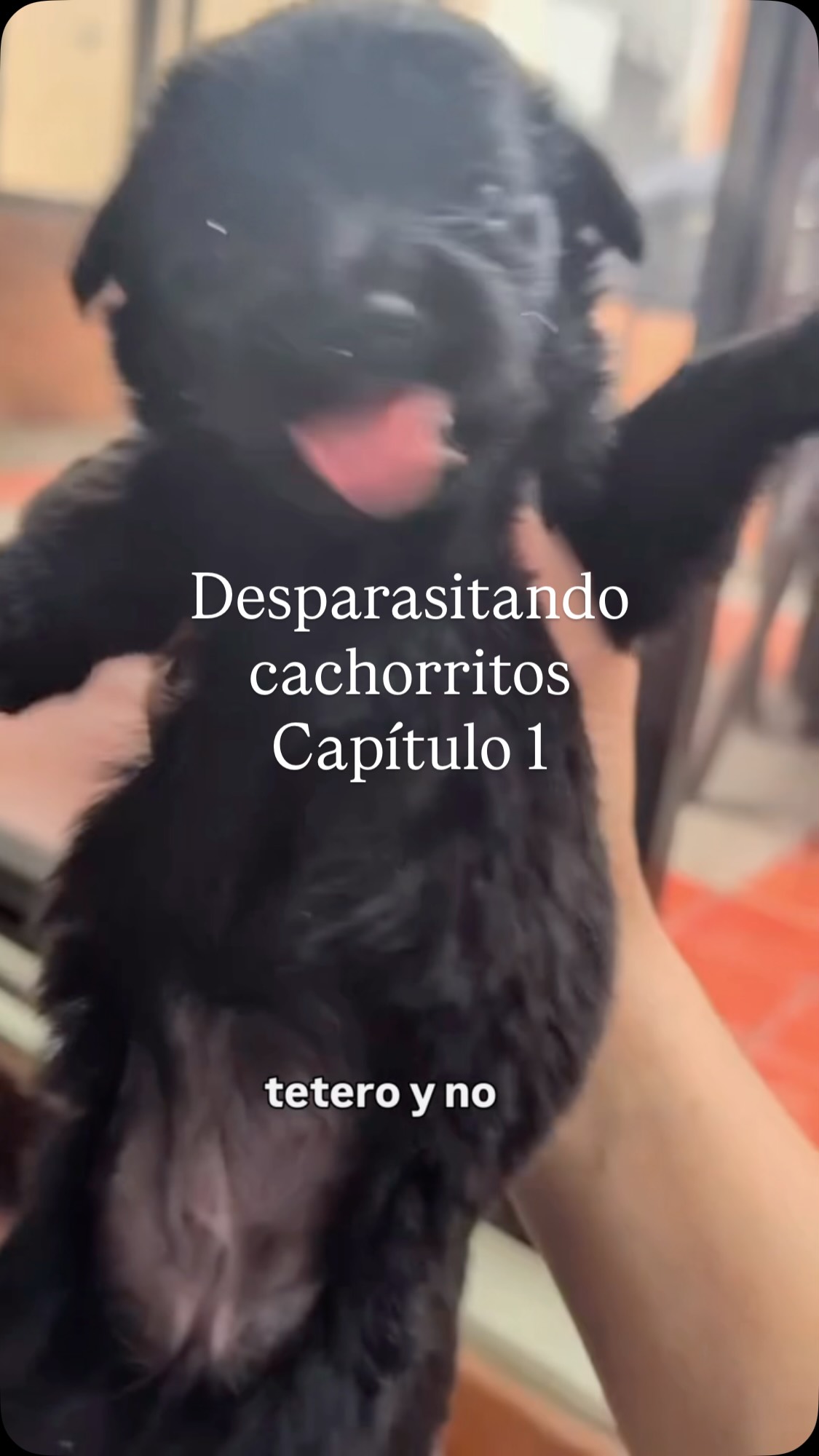 Cachorrito Negro Perdido en Bogotá 