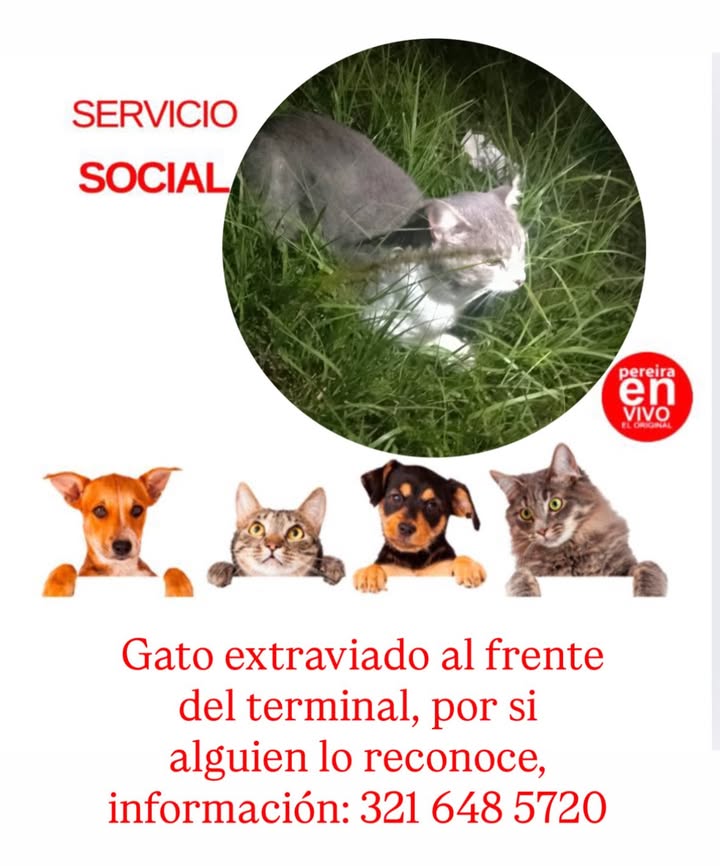 Gato extraviado en Pereira 