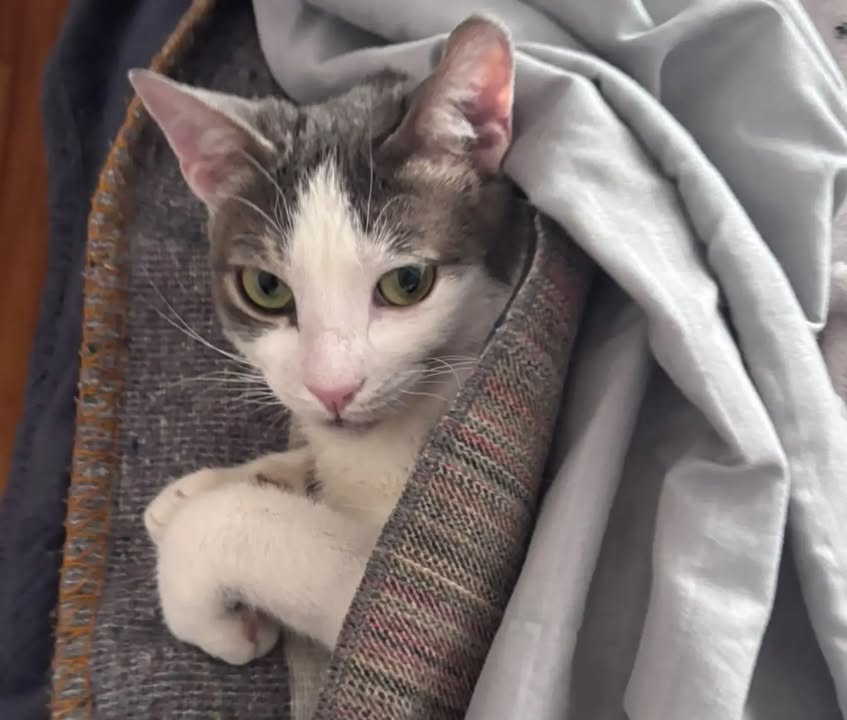Otto José - Gato adoptado en Bogotá 