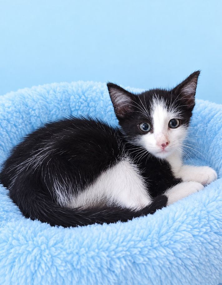 Gatito blanco y negro en adopción en Neira 
