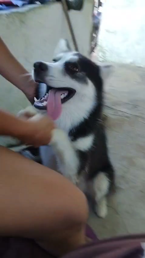 Husky Siberiano en Adopción en Amagá, Antioquia 
