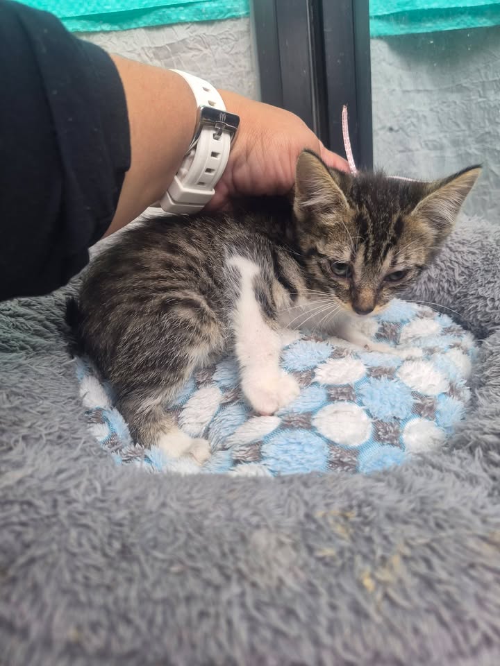 Gatitos en Adopción Bogotá - Adopciones Mascotas 