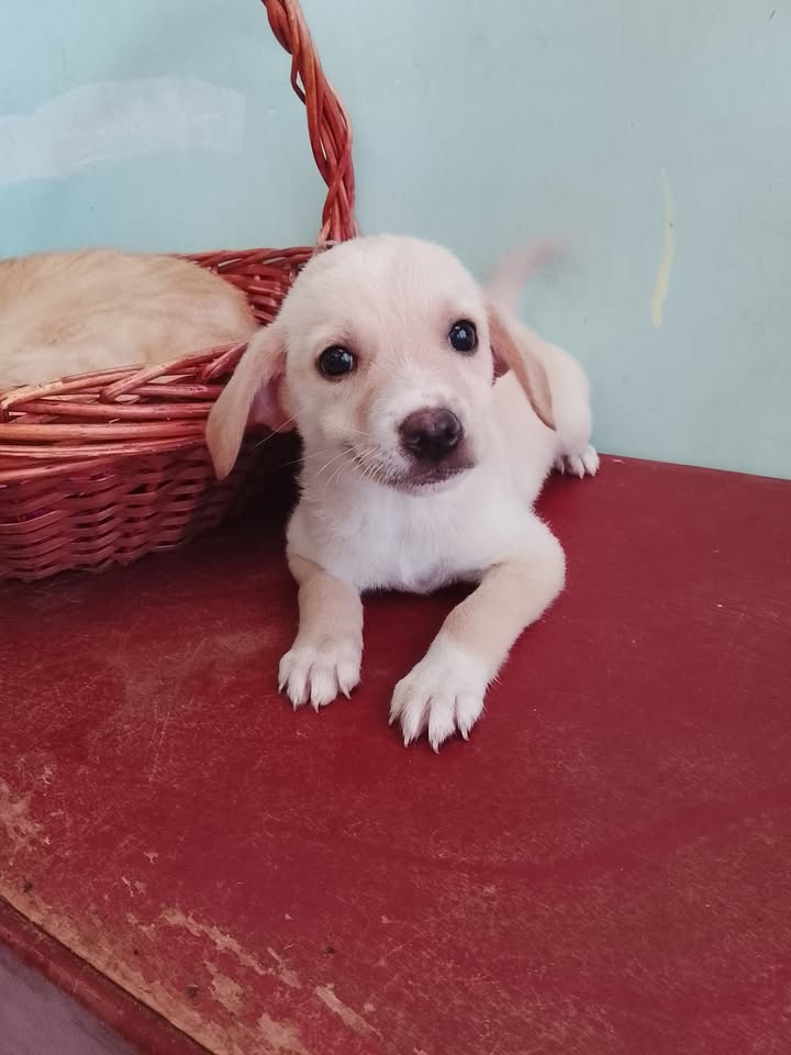 Perro cachorro perdido en Neira, Caldas 