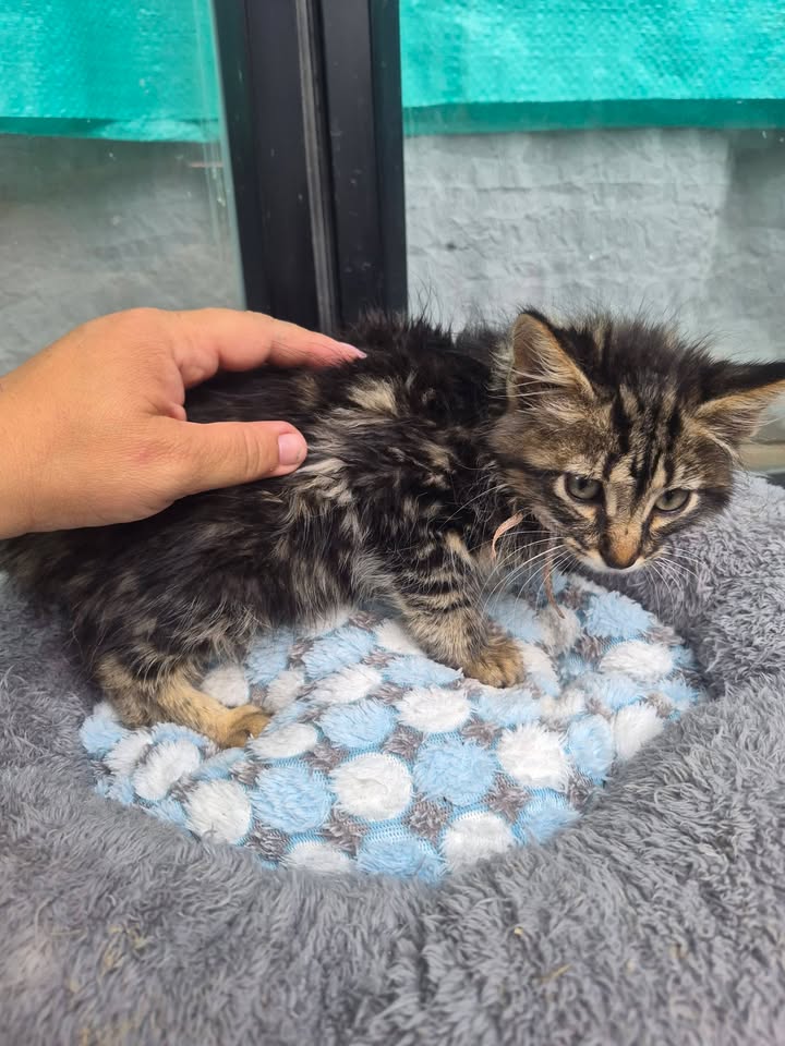 Gatitos en Adopción Bogotá - Adopciones Mascotas 