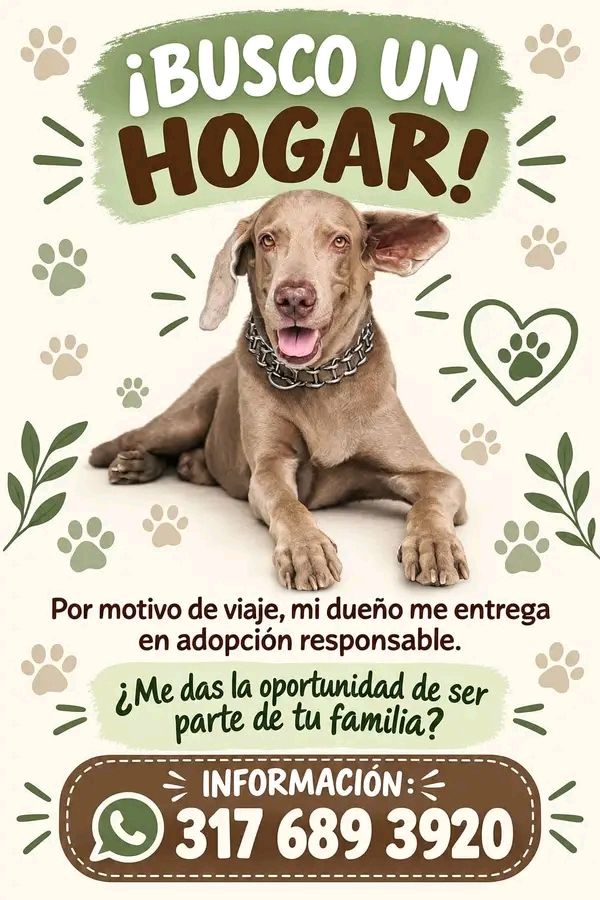 Adopción de perro en Tuluá 