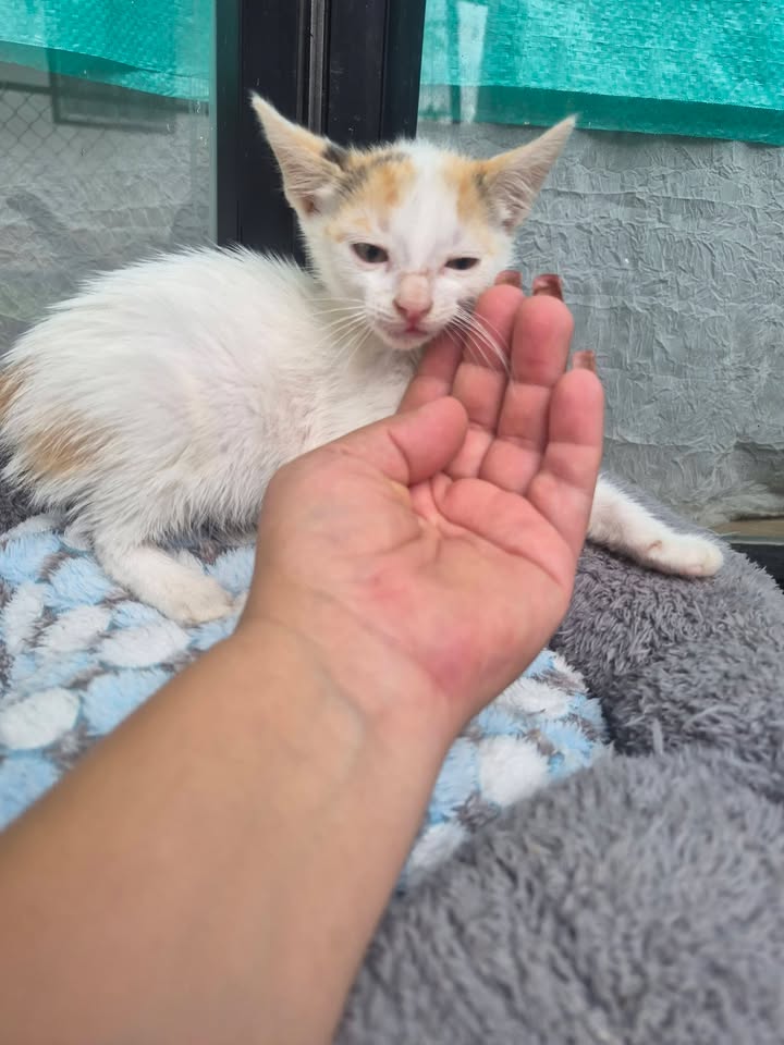 Gatitos en Adopción Bogotá - Adopciones Mascotas 