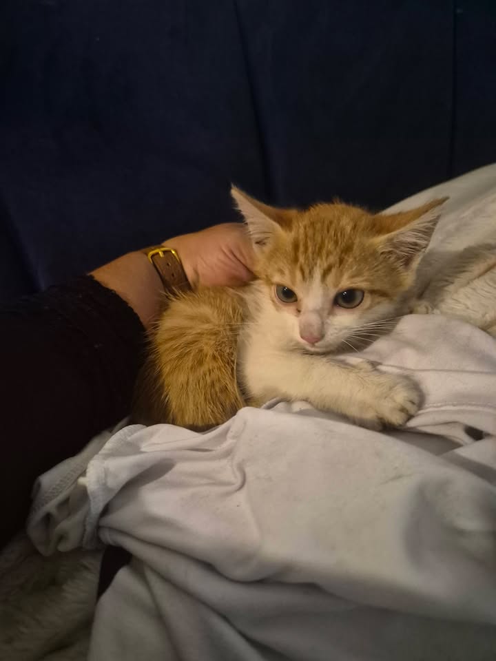 Gatitos en Adopción Bogotá - Adopciones Mascotas 