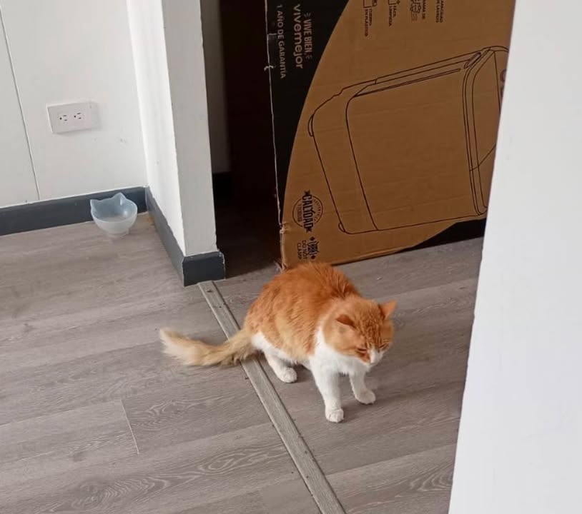 Gatitos en Adopción Bogotá - Adopciones Mascotas 