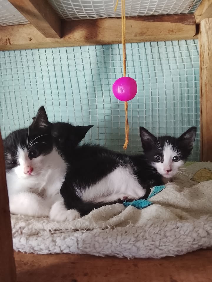 Adopción responsable de gatitos en Neira, Caldas 