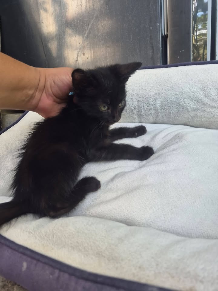 Adopción de gatitos rescatados en Bogotá 
