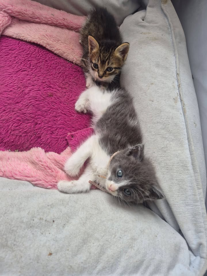 Adopción de gatitos rescatados en Bogotá 