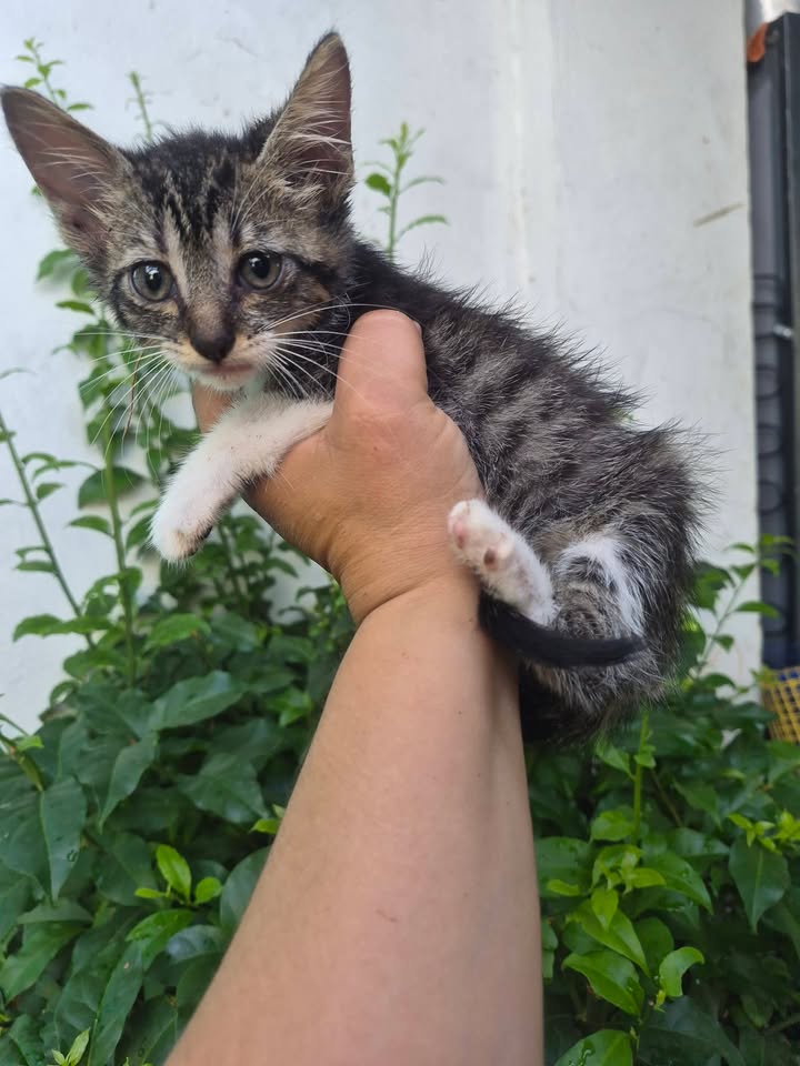 Adopción de gatitos rescatados en Bogotá 