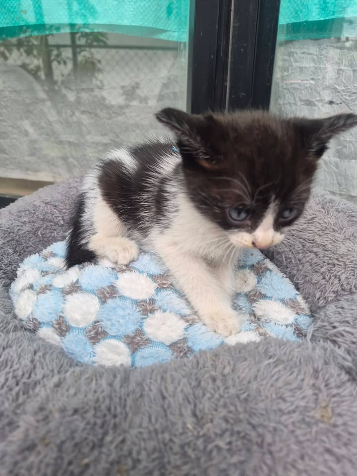 Gatitos en Adopción Bogotá - Adopciones Mascotas 