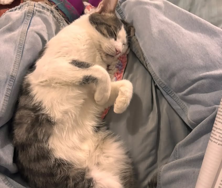 Otto José - Gato adoptado en Bogotá 