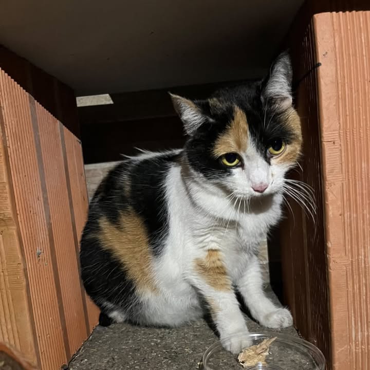 Gatica encontrada en La Pradera, Pereira 