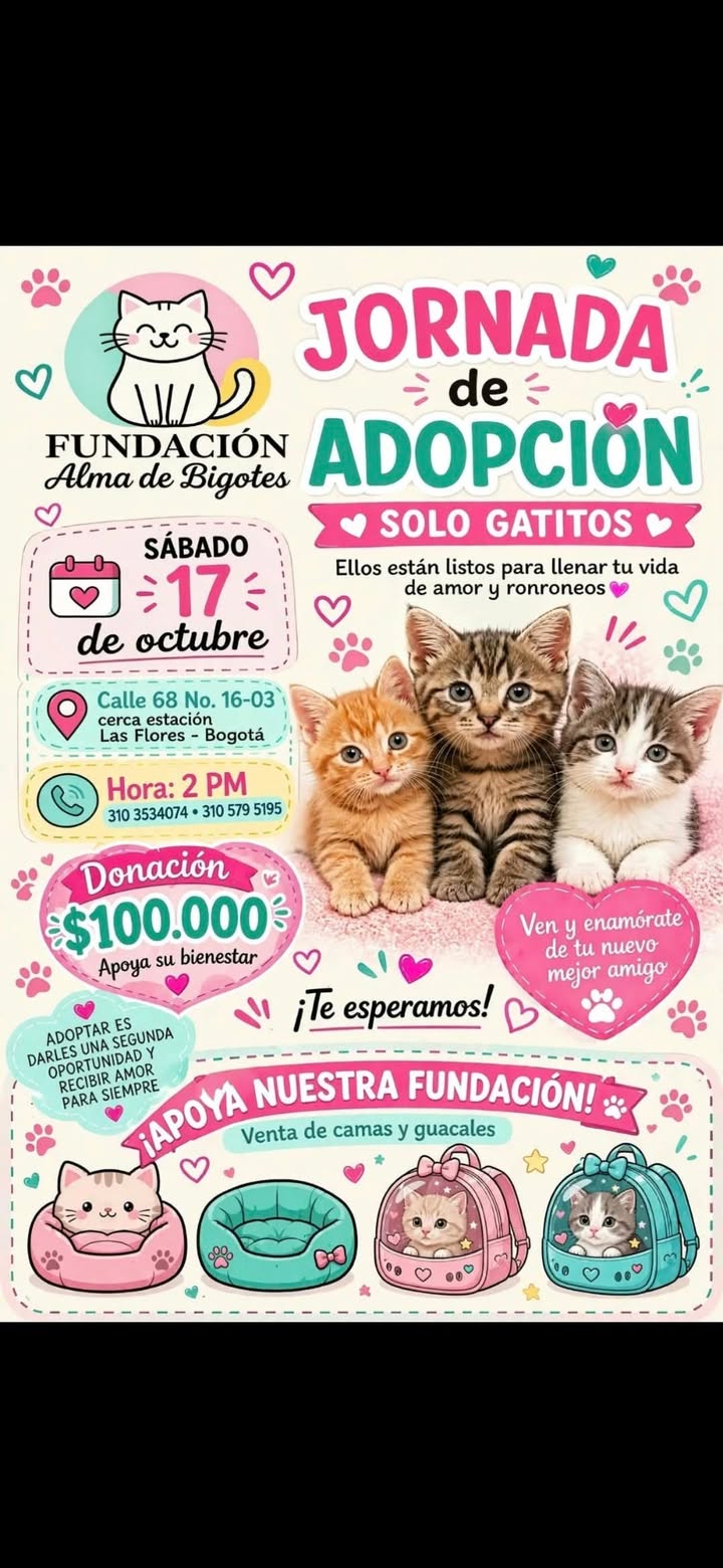 Jornada de Adopción de Gatitos en Bogotá 