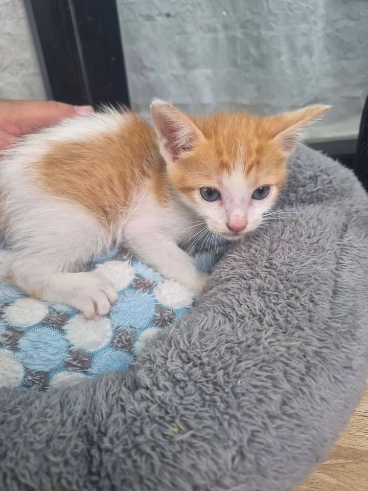 Gatitos en Adopción Bogotá - Adopciones Mascotas 