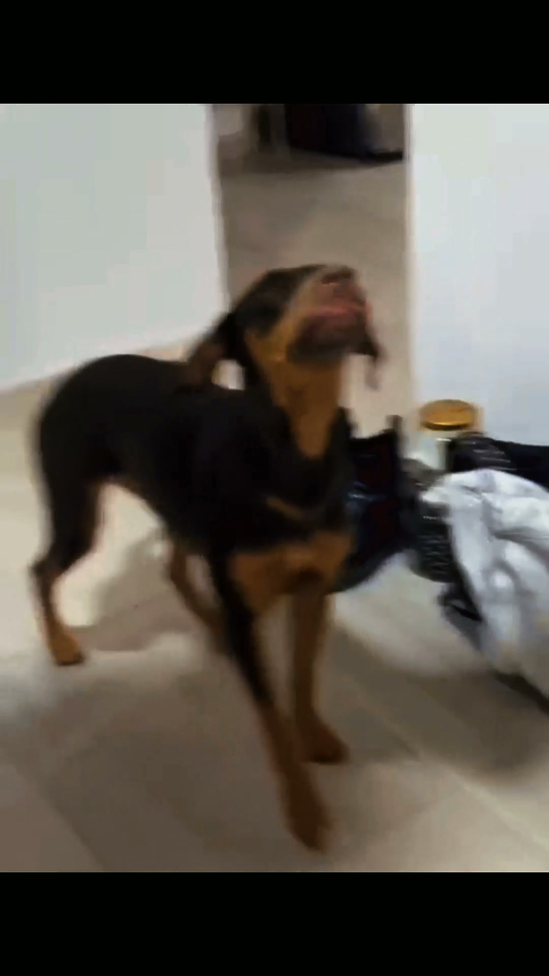 Adopción Perrita Joven y Tranquila en Tuluá 