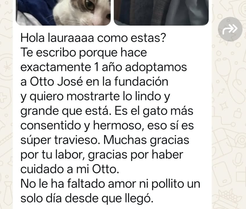 Otto José - Gato adoptado en Bogotá 