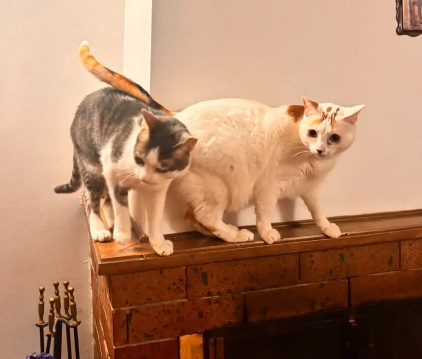 Otto José - Gato adoptado en Bogotá 