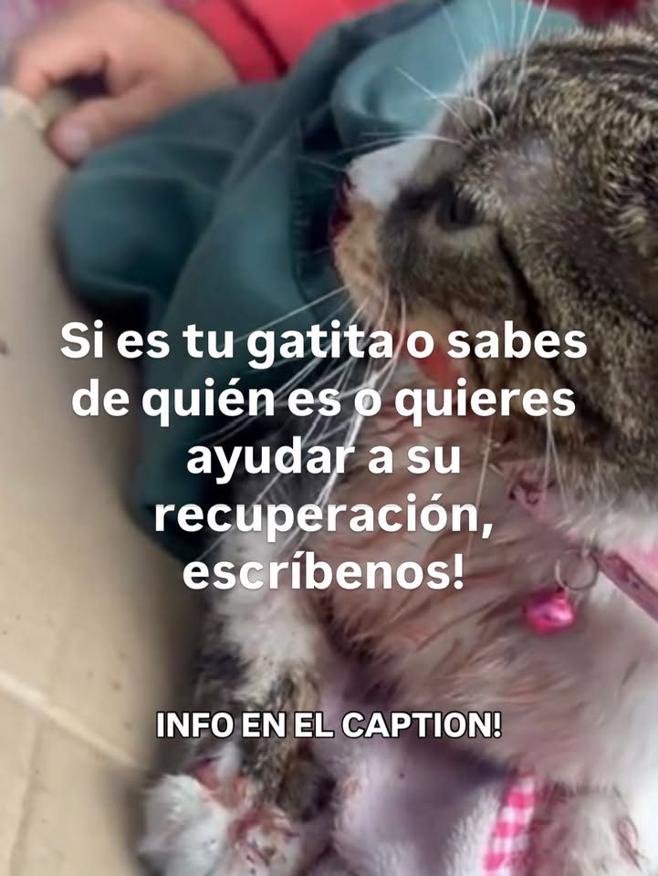 Gatita encontrada en Kennedy Bogotá con columna y mandíbula partida 
