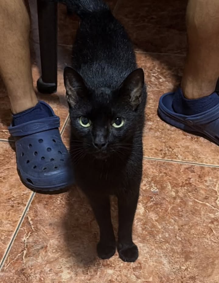 Gato negro busca hogar en Pereira 