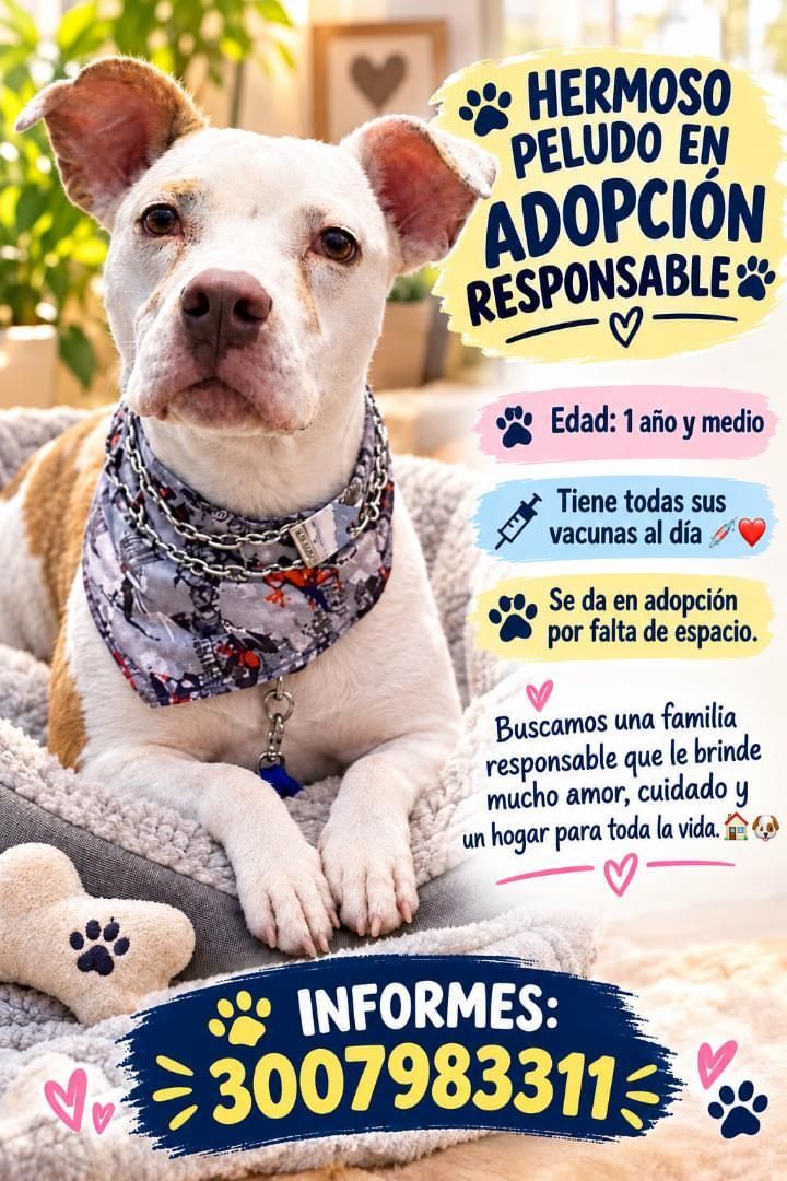 Hermoso perro en adopción responsable en Tuluá 