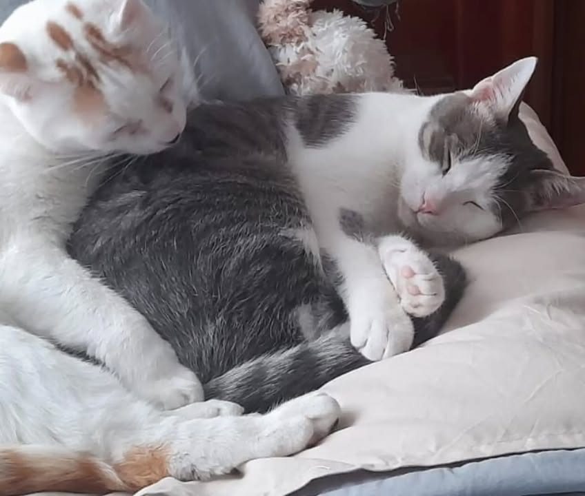 Otto José - Gato adoptado en Bogotá 