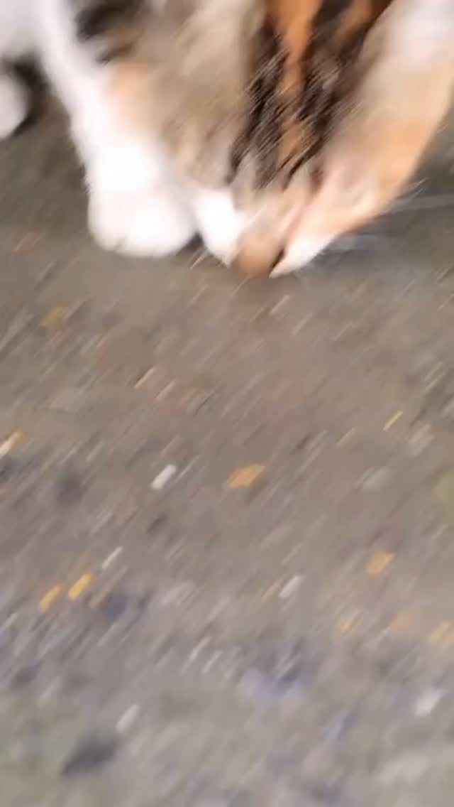 Adopción de Perrita Abandonada en Pereira 