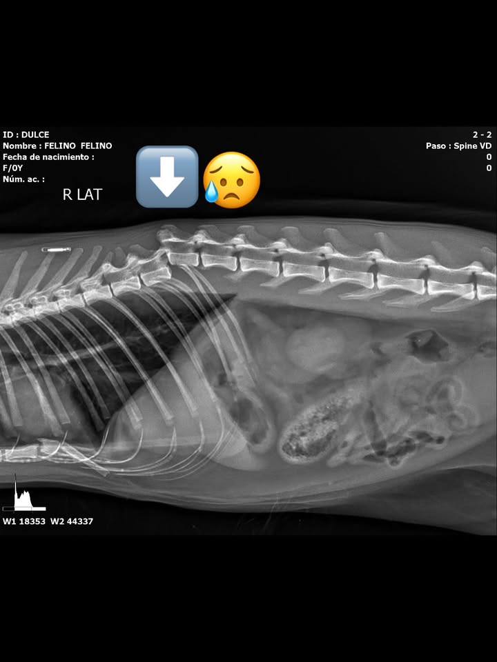Gatita encontrada en Kennedy Bogotá con columna y mandíbula partida 