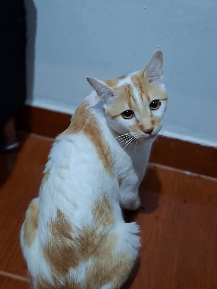 Gatico busca hogar en Pereira, Risaralda 