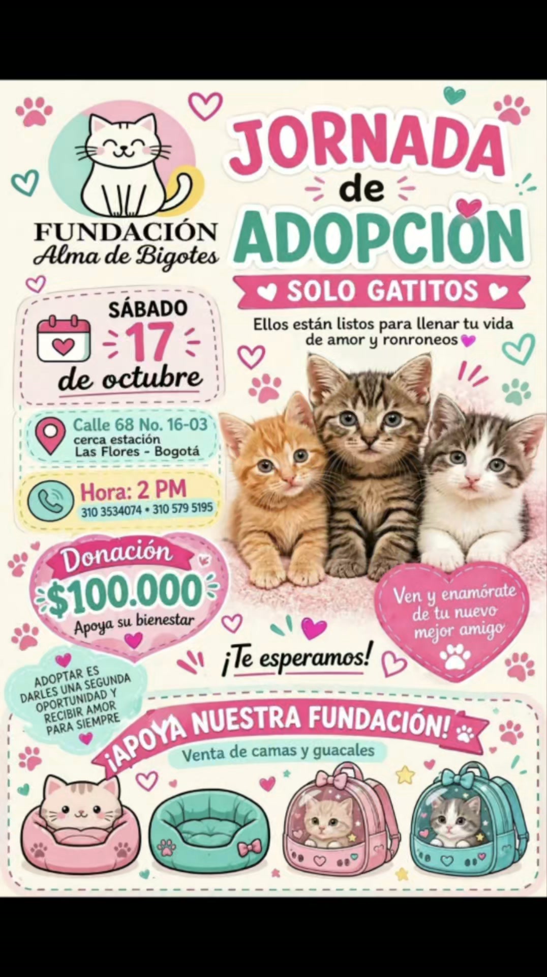 Jornada de Adopción de Gatitos en Bogotá 