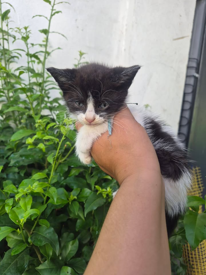 Adopción de gatitos rescatados en Bogotá 