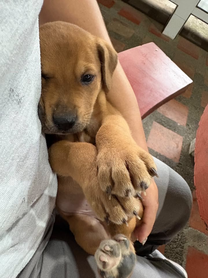Adorable cachorro busca hogar en Pereira 