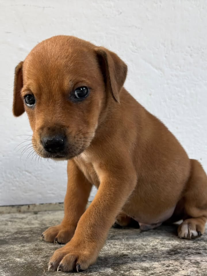 Adorable cachorro busca hogar en Pereira 