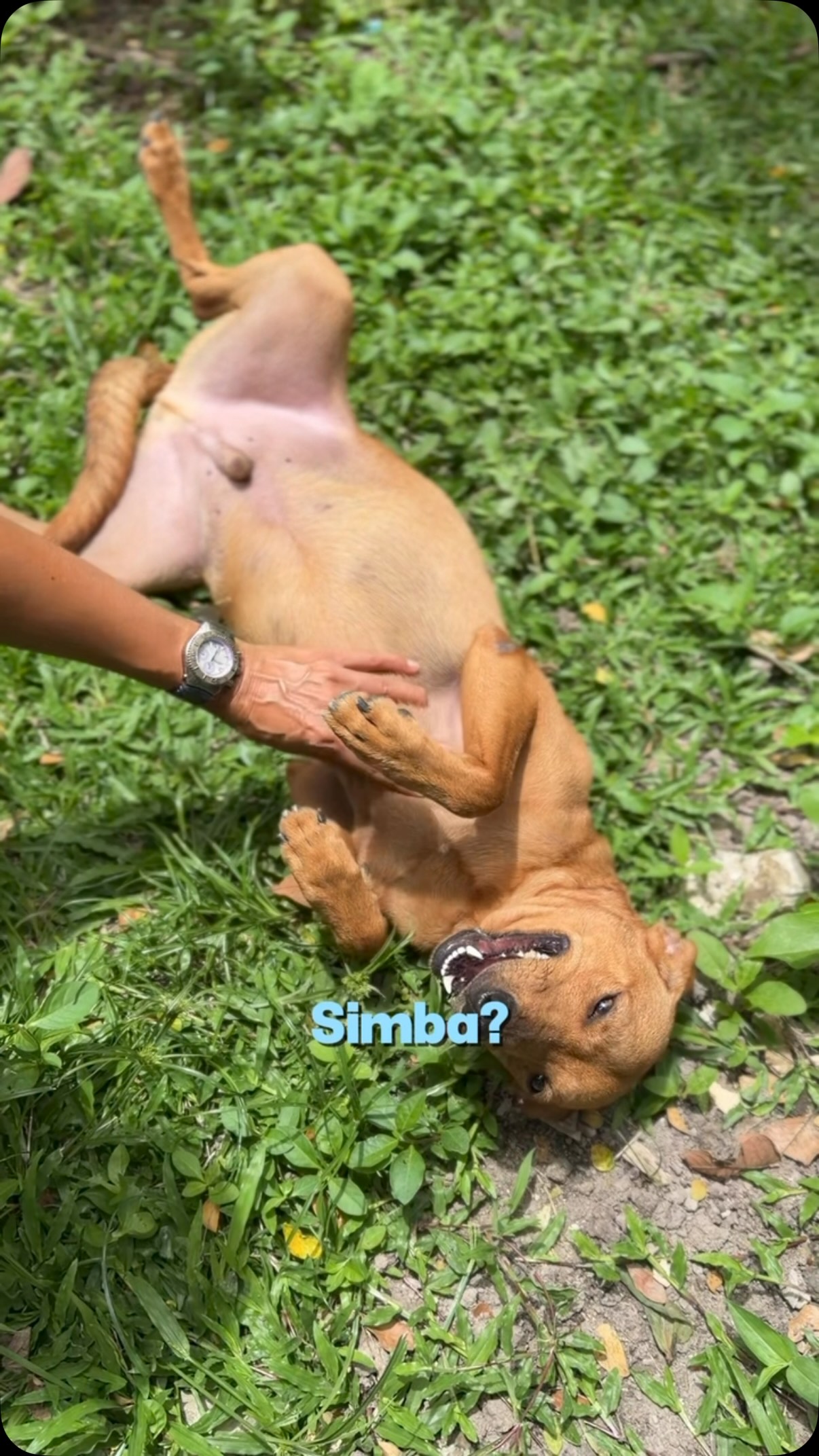 Perro llamado Simba en adopción en Cartago, Valle 