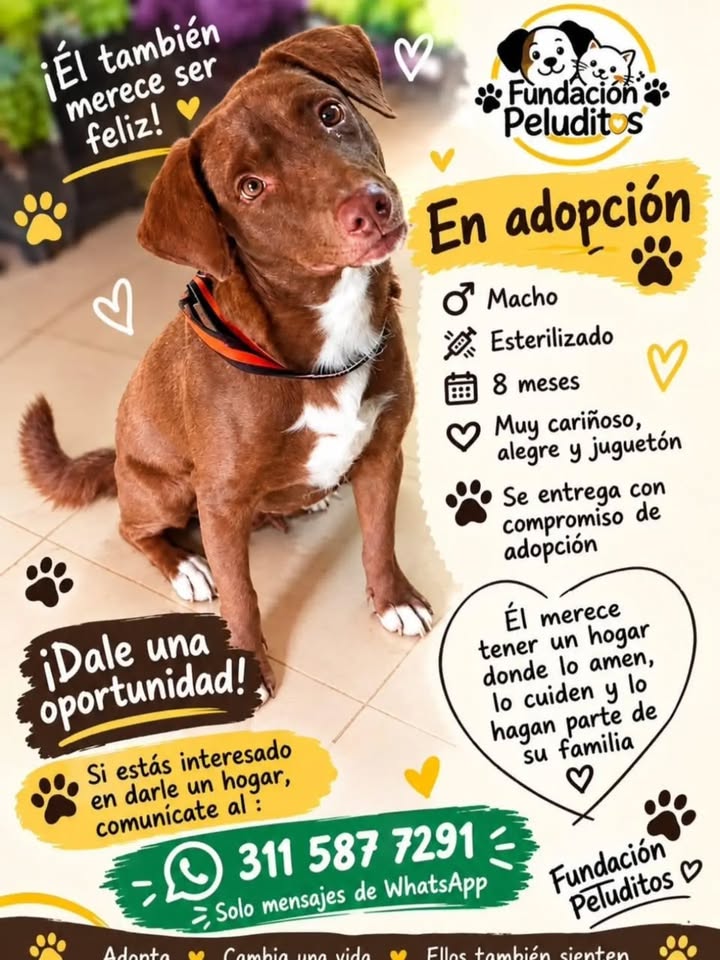 Perro en adopción en Pereira 