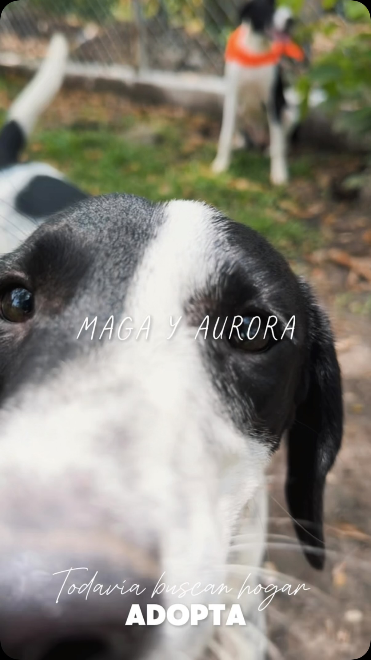 Adopta a Maga y Aurora, dos cachorras llenas de amor 