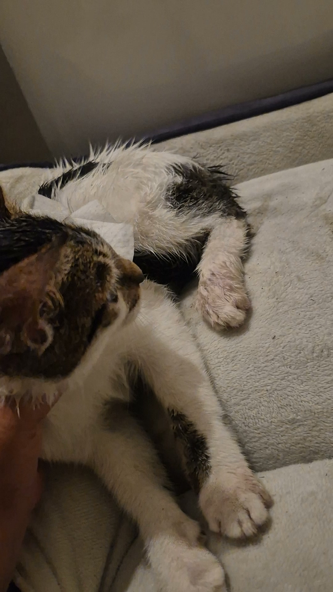 Gatito perdido en Bogotá 