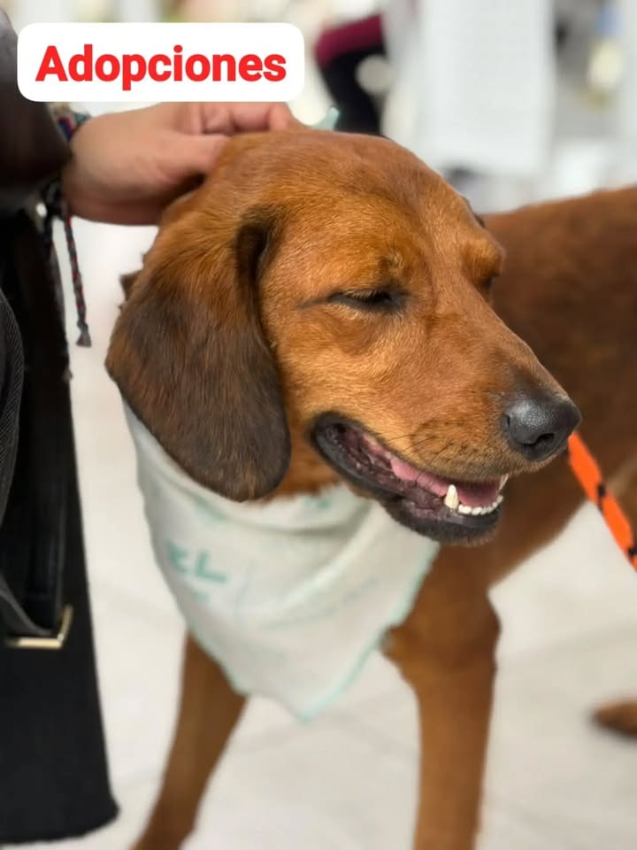 Más de 100 perros y gatos adoptados en el evento Universo Pets 