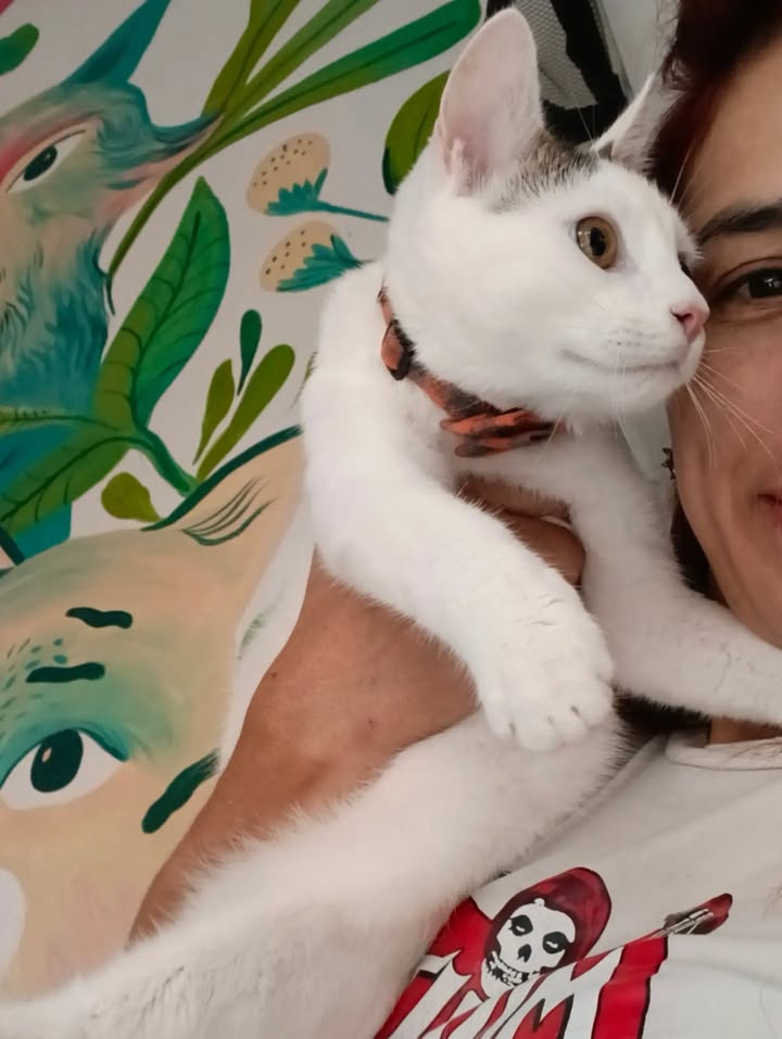 Dino, gato adoptado sin cola en Bogotá 