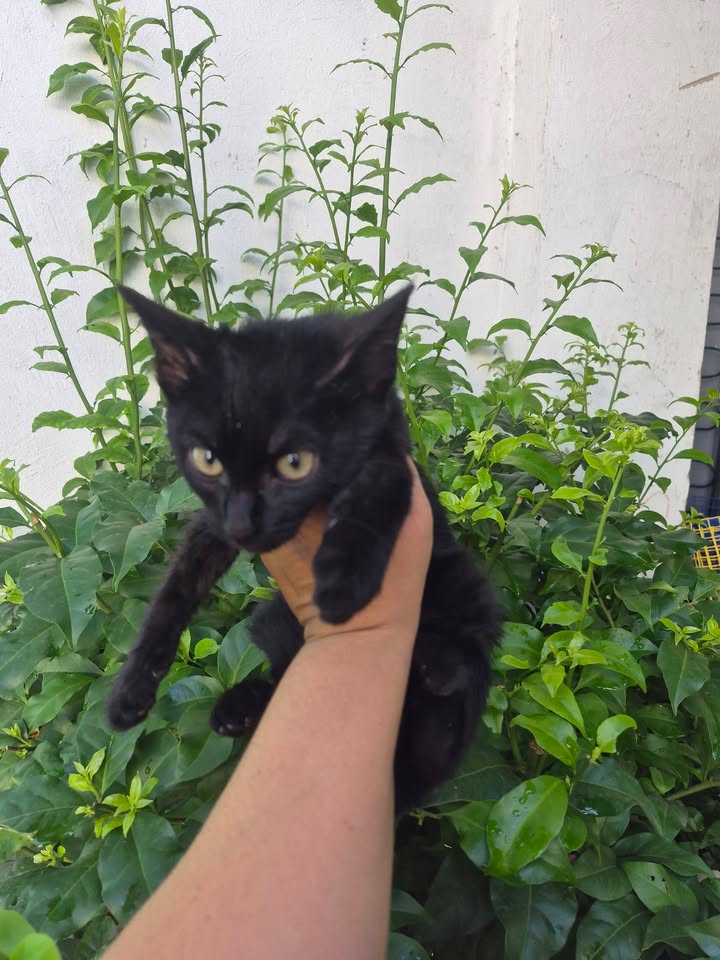Adopción de gatitos rescatados en Bogotá 