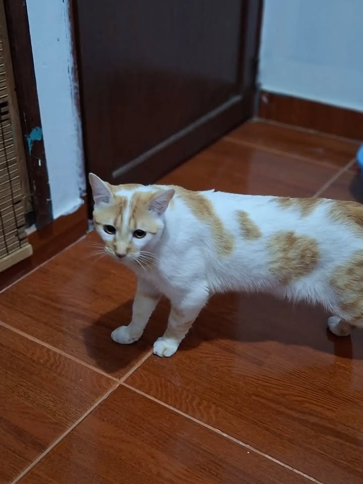 Gatico busca hogar en Pereira, Risaralda 