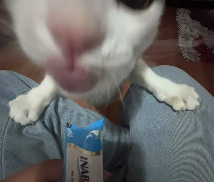 Otto José - Gato adoptado en Bogotá 