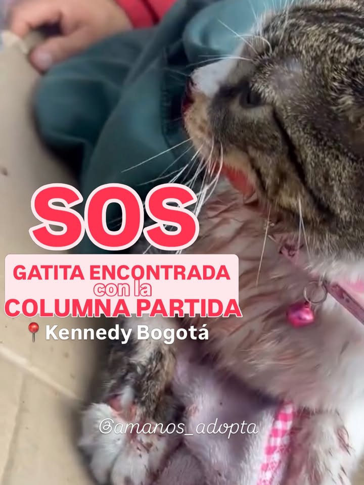 Gatita encontrada en Kennedy Bogotá con columna y mandíbula partida 