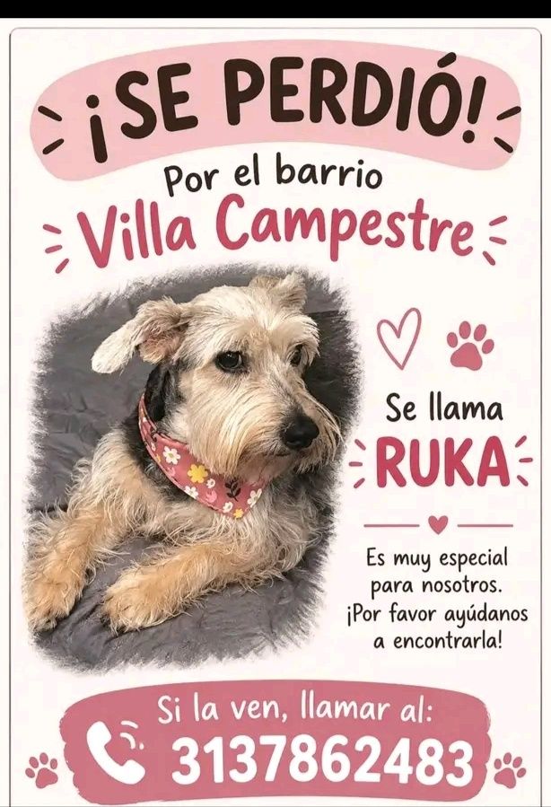 Perro Perdido en Tuluá - Villa Campestre 